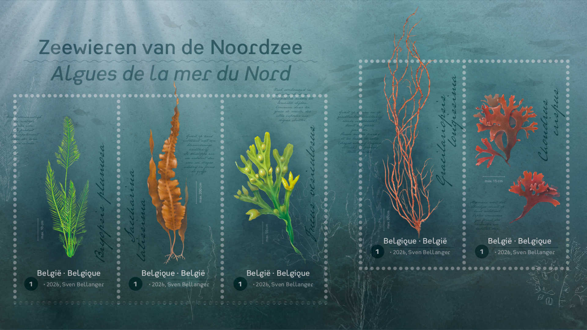 Zeewieren van de Noordzee