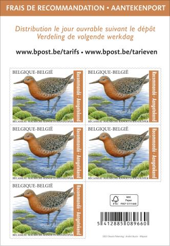 alt for - 04a-Oiseaux-rec-bécasseau-zcarnet.jpg