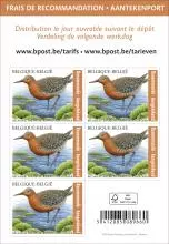 alt for - 04a-Oiseaux-rec-bécasseau-zcarnet.jpg