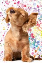 alt for - 0014999003---SEL-33034.jpg