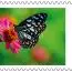 alt for - ThemaStamp_Bloemen_Zegel5.jpg