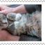 alt for - ThemaStamps_LoyaleVrienden_2025_Zegel10.jpg