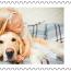 alt for - ThemaStamps_LoyaleVrienden_2025_Zegel8.jpg