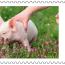 alt for - ThemaStamps_LoyaleVrienden_2025_Zegel9.jpg