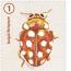 alt for - 07 Coccinelles timbre D+©.jpg