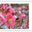 alt for - ThemaStamps_Bloemen_2026_Stamp10.jpg