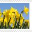 alt for - ThemaStamps_Bloemen_2026_Stamp2.jpg