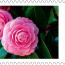 alt for - ThemaStamps_Bloemen_2026_Stamp3.jpg