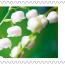 alt for - ThemaStamps_Bloemen_2026_Stamp4.jpg