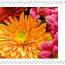 alt for - ThemaStamps_Bloemen_2026_Stamp5.jpg