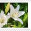 alt for - ThemaStamps_Bloemen_2026_Stamp6.jpg