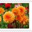alt for - ThemaStamps_Bloemen_2026_Stamp7.jpg