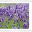 alt for - ThemaStamps_Bloemen_2026_Stamp8.jpg