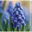 alt for - 20-TaalvanKleur-Blauw-zegel5-muscari+©.jpg
